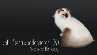 Sembelance