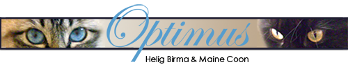 optimus_banner